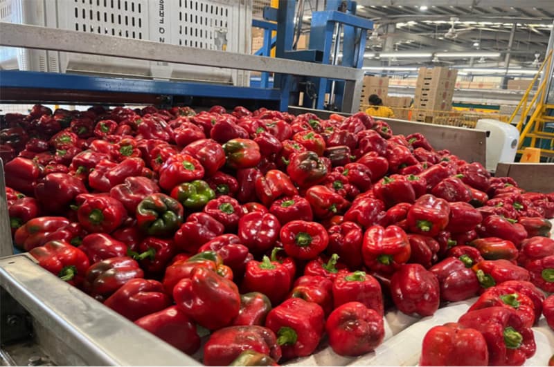 images/1753780809768pepper optical sorting machine.jpg